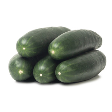 Zoco organico pepino americano